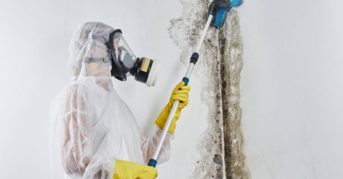 commercial mold removal service
