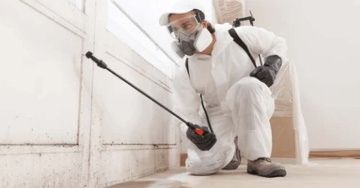 mold removal near me