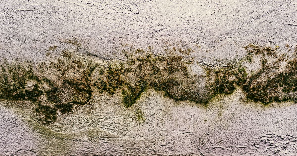 Causes of Mold Growth in Homes